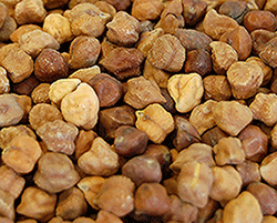 Raw Chickpea from United States supplied by ABS QUARTERS - Kabuli Dried Chickpea