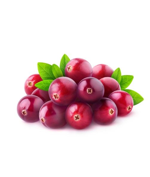 Cranberry from Moldova supplied by Kardel - Whole Fresh Cranberry