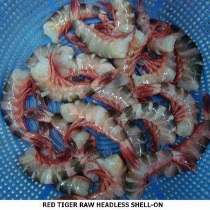 Shrimp from 방글라데시 supplied by COASTAL SEA FOODS (BD.) LTD. - Headless 냉동 새우