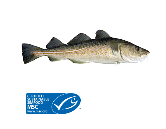 Cod from United Kingdom supplied by Milarex UK Ltd - Whole (=In The Round) Frozen Cod