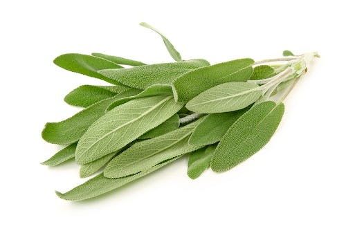 Fresh Sage from 독일 supplied by Dreesen Fresh Herbs GmbH & Co. KG - Fresh (=Chilled) 세이지