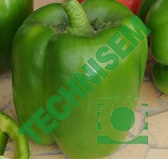 Capsicum from 프랑스 supplied by Technisem - Green 캡시쿰