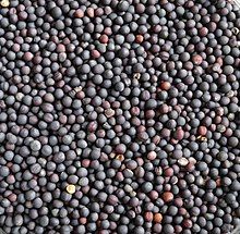Rapeseed from 폴란드 supplied by Agronowak  Mariusz Nowak - Conventional 카놀라 씨 및 유채 씨