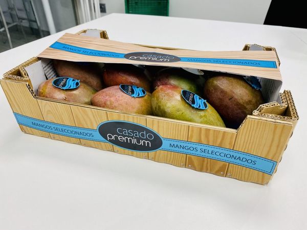 Fresh Osteen Mango from Spain supplied by Reyes Gutierrez, S.L. - Reddish Fresh Mango