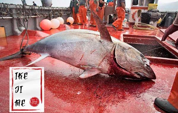 Atlantic Bluefin Tuna from 스페인 supplied by Orca Seafood - Croceine Croaker (=Large Yellow Croaker=Larimichthys crocea=Larimichthys croceus) 참치