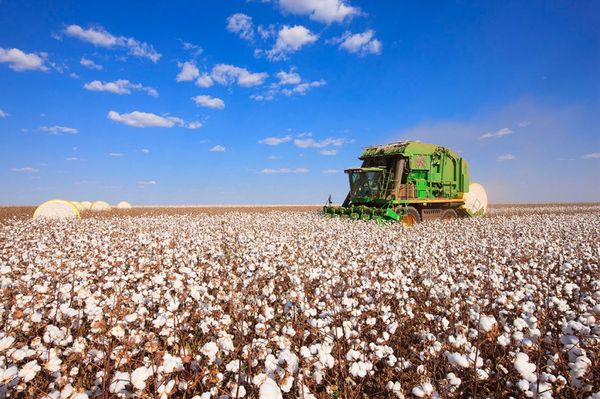 Cotton Seed from Brazil supplied by Grupo Princesa - Dried Cotton Seed
