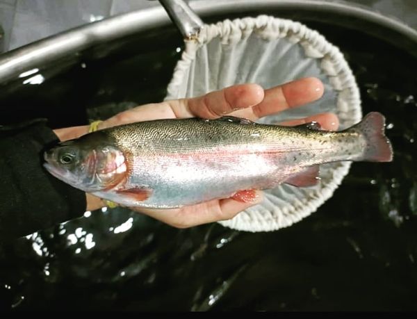 Rainbow Trout from 인도 supplied by SmartGreen Aquaculture Pvt Ltd - Rainbow Trout 신선 송어
