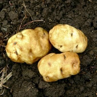 Matariki Potato from New Zealand supplied by Koanga Gardens Limited - Fresh (=Chilled) Seed Potato