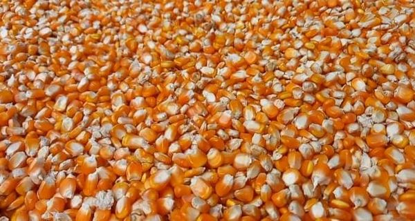 Maize (Corn) from Myanmar [Burma] supplied by Thian Thian (Chinland Fruits Center) - For Industry Maize (Corn)