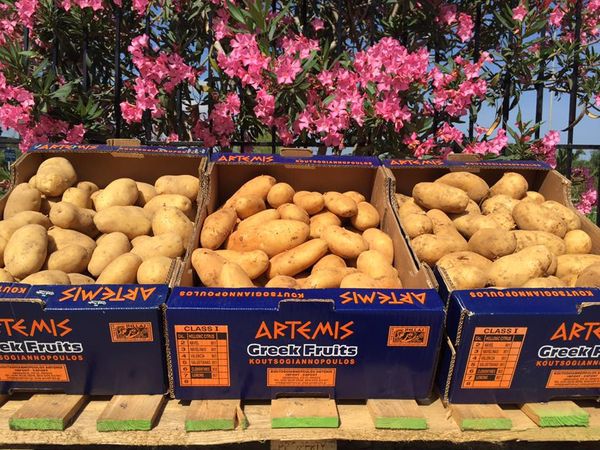 Fresh Potato from Greece supplied by GREEK FRUITS KOUTSOGIANNOPOULOS & SONS G.P. - El Mundo Fresh Common Potato
