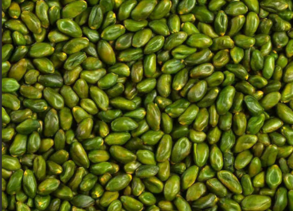 Pistachio Kernel from 독일 supplied by AMA Pistachios mbH - Shelled (=Kernel) 피스타치오 알맹이