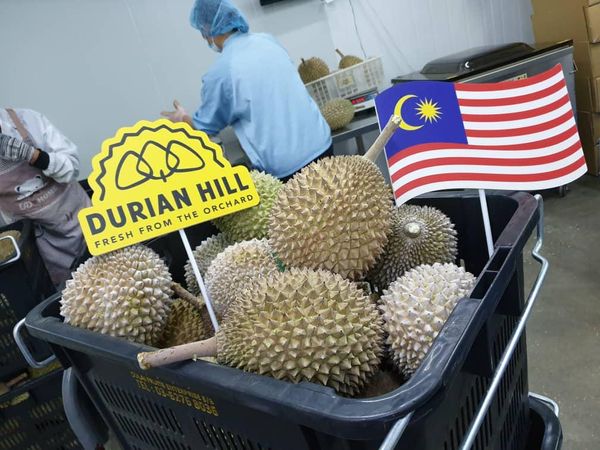 Frozen Durian Wholefruits from Malaysia supplied by SDF GROUP SDN BHD - High Quality Fresh Durian