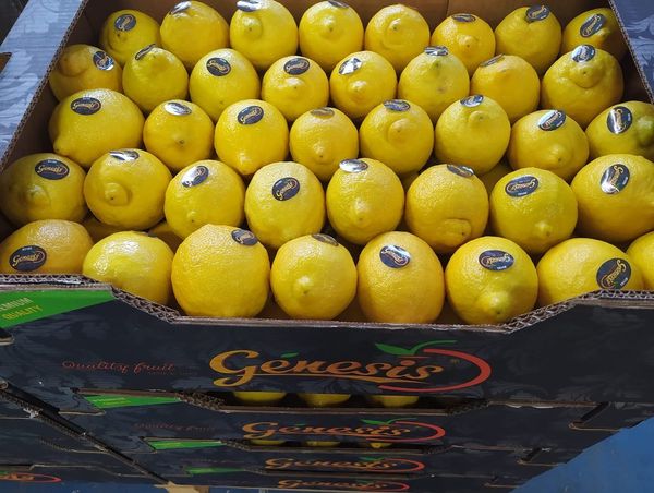 Fresh Whole Organic Lemon from 스페인 supplied by VENSER GROUP & SERGIO SISCAR EXPORT - Carton Box - Open Top 신선 레몬