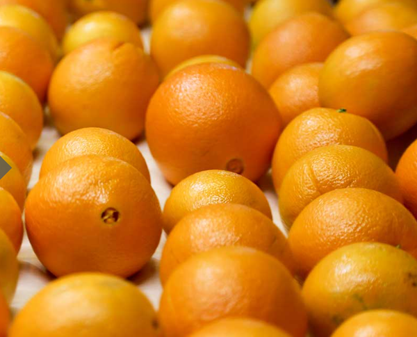 ORANGES from 미국 supplied by Booth Ranches LLC - Sweet Varieties 신선 오렌지