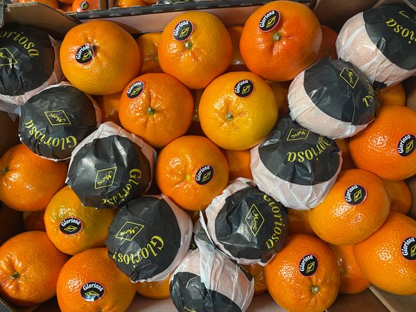 Mandarin Nadorcott from Morocco supplied by AGRUMAR SOUSSS - Easy Peeler Fresh Mandarin