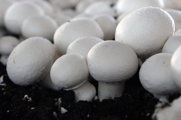 Pieczarka biała from 폴란드 supplied by Limax Sp. z o.o. - Meadow Mushroom (=Agaricus campestris) 기타 신선 버섯류