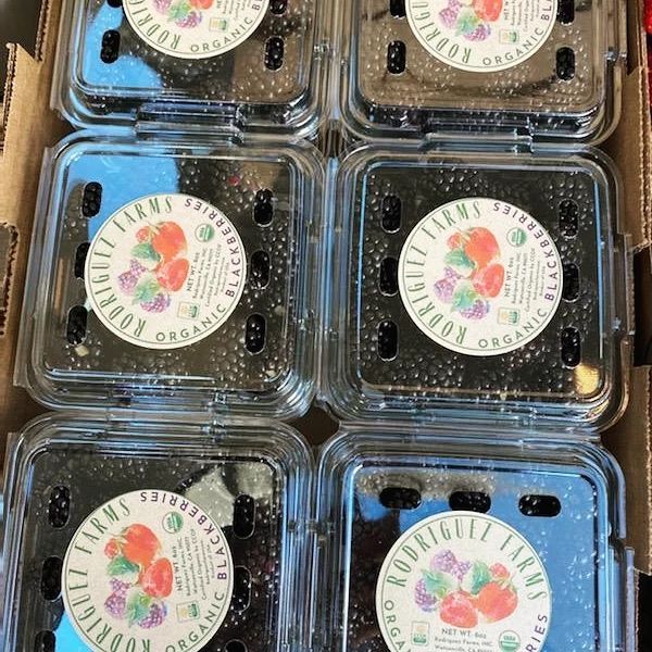 Fresh Blackberries from 미국 supplied by Rodriguez Farms, Inc. - Fresh (=Chilled) 신선 블랙베리