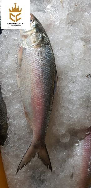 HIlsa from 미얀마 [버마] supplied by Crown City Company Limited - Fresh (=Chilled=Raw) 힐사피쉬