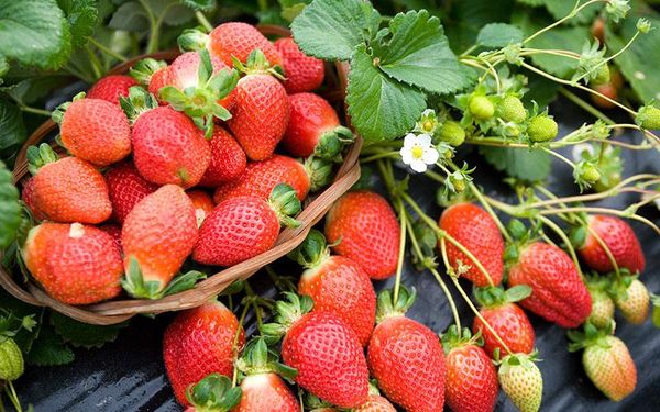 Fresh Strawberries from 대한민국 supplied by NAMSUN GTL Co. Ltd - 한국 품종 - 금실 신선 딸기