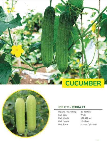 cucumber from Nigeria supplied by Majik farm agro allied - Cut Fresh Cucumber