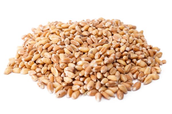 Wheat from Poland supplied by Wytwórnia Pasz i Koncentratów Farmer Sp. z o.o. - For Feed Wheat