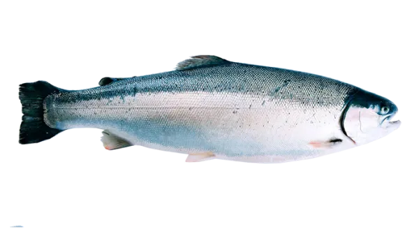 Fresh Trout from 노르웨이 supplied by LERØY ALFHEIM AS - Portion 냉동 송어