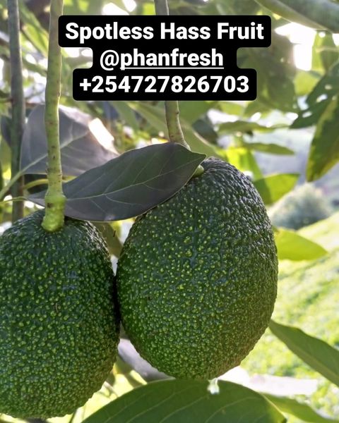 FRESH FRUIT from Kenya supplied by Phanfresh - Size 26 (144-157 g) Fresh Avocado