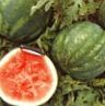 Fresh Watermelon from Portugal supplied by BACEFRUT, LDA. - Scratched Watermelon Fresh Watermelon