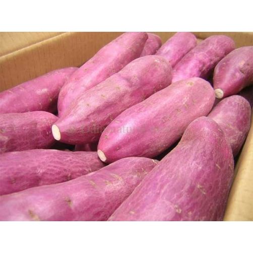 Japanese Sweet Potato from 베트남 supplied by Dalat Natural Food JSC - Japanese Sweet Potato - Purple Skin 고구마