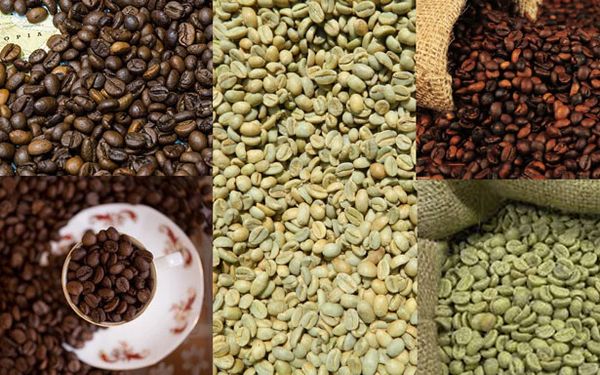 Coffee from 에티오피아 supplied by OPES Spring General Trading LLC - Ethiopia Wollega 생원두