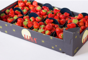 Fresh Strawberry from Netherlands supplied by Marni Fruit B.V. - Carton Box - Open Top Fresh Strawberry