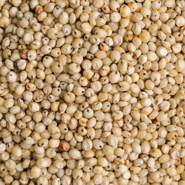 Sorghum from 가나 supplied by Traderex Ghana Limited - Conventional 수수
