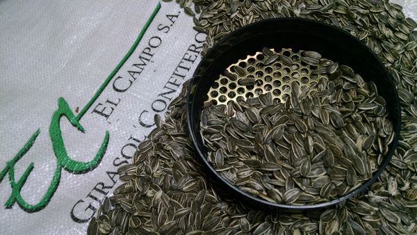 Sunflower Seed from 아르헨티나 supplied by El Campo S.A. - 해바라기 씨
