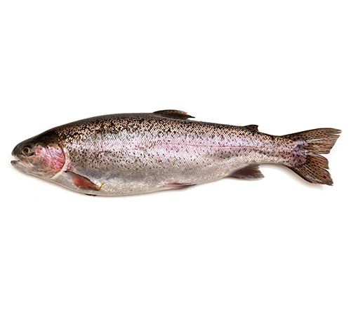Trout from 이란 supplied by Jahan Shil Co. - 주황색 어육 냉동 송어