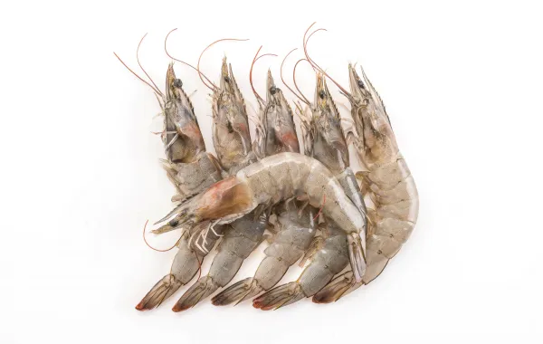 Frozen Whole Shrimp from Nigeria supplied by Crust and Sea - Whole Frozen Common Shrimp & Prawn