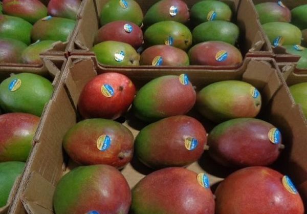 Mango from Peru supplied by Jumar Peru S.A.C. - Reddish Fresh Mango