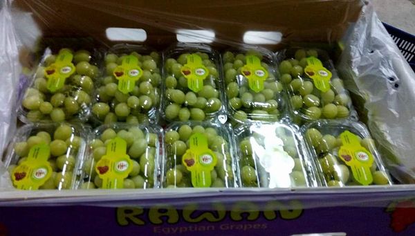 Grapes from 에리트레아 supplied by El Rawan for Import and Export - Natural 신선 포도