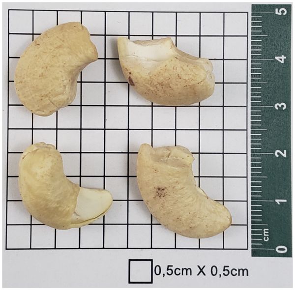 Broken Cashew from Brazil supplied by Onvit - Cashew Nut Cashew Nut Kernel