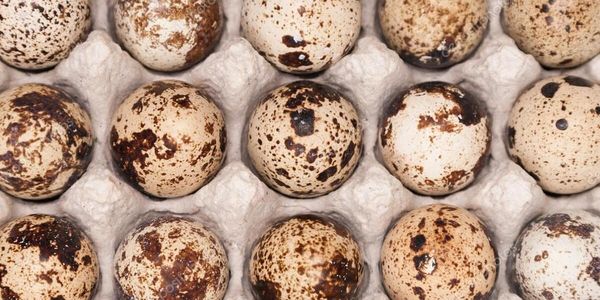 Quail Egg from 벨라루스 supplied by JSC "Poultry Farm Gorodok" - Fresh 메추라기 알