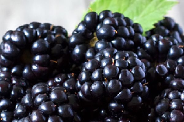 Frozen Blackberry from 칠레 supplied by AGR.PINOCHET FUENZALIDA LTDA. - Frozen - IQF (=Individual Quick Freezing) 신선 블랙베리