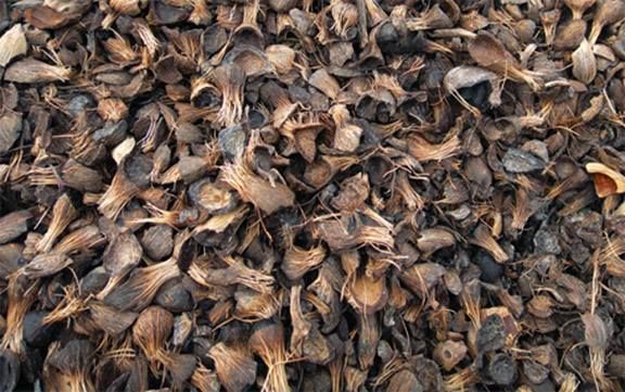 Palm Kernel Shell from 인도네시아 supplied by PT Bonvoy Commodities International - Conventional 팜핵 껍질