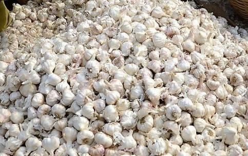Garlic from 네팔 supplied by Sun Outdoor Pvt Ltd - Field 신선 마늘