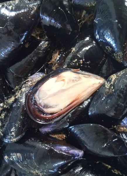 Mussel from Greece supplied by MEGASTHENIS DIMITRIS MEGA OSTRAKON - Fresh (=Chilled=Raw) Fresh Mussel
