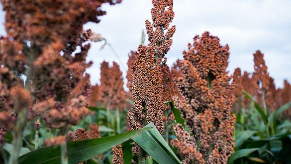 Sorghum seed from Brazil supplied by Agropecuaria Locks Ltda. - Whole Sorghum