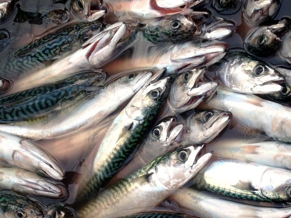 Mackerel from 영국 supplied by Kernowsashimi Limited - Fresh (=Chilled=Raw) 신선 고등어