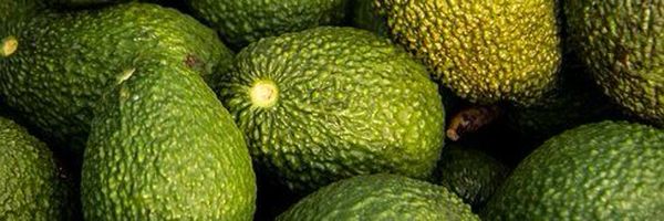 Avocado from 콜롬비아 supplied by Hass Colombia - 짙은 녹색 신선 아보카도