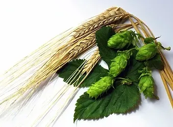 Barley from 미국 supplied by J&J Corporation (DBA: Soyko International Inc.) - Whole 보리