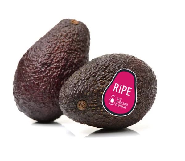 Avocado from United Kingdom supplied by The Avocado Company - Green Fresh Avocado