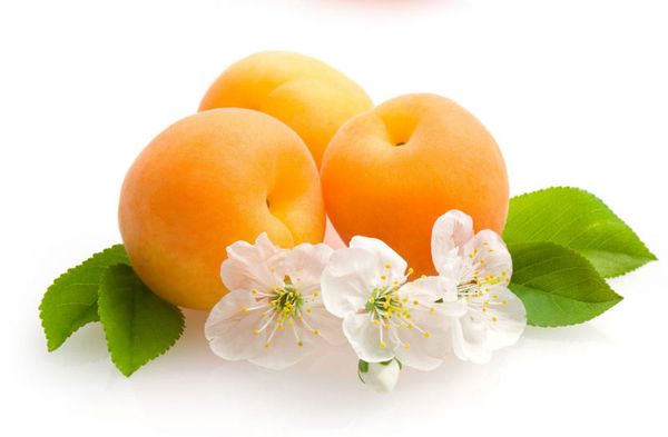 Apricot from 튀르키예 supplied by Eldeniz Tarım - Fresh (=Chilled) 신선 살구