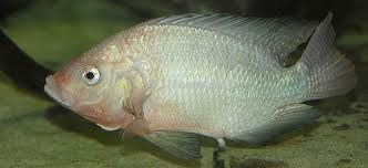 Tilapia from 방글라데시 supplied by Anraj Fish Products Industries Ltd. - Whole (=In The Round) 냉동 틸라피아